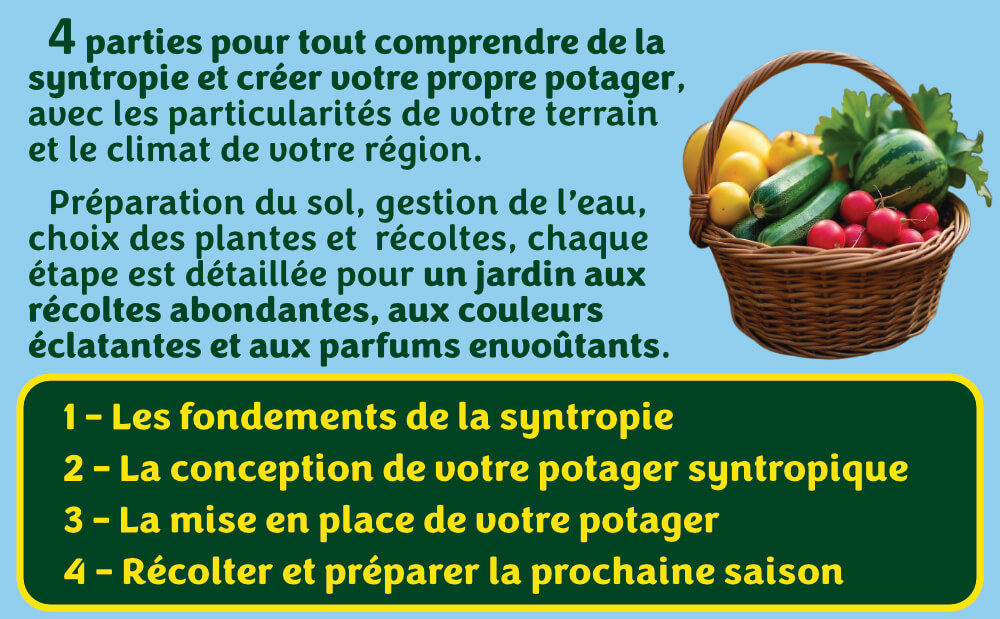 Potager syntropie 3